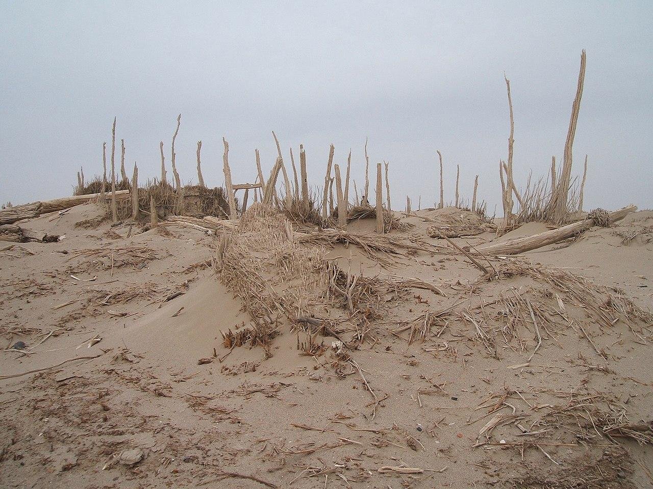 Study reveals origins of Bronze Age Tarim Basin mummies