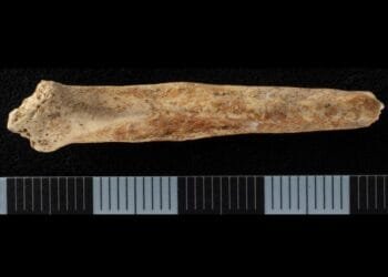 First-ever painted dog penis bone discovered in a Roman ritual shaft in England