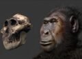 Ancient hominin Paranthropus boisei had human-like grip and may have used tools, fossil study reveals