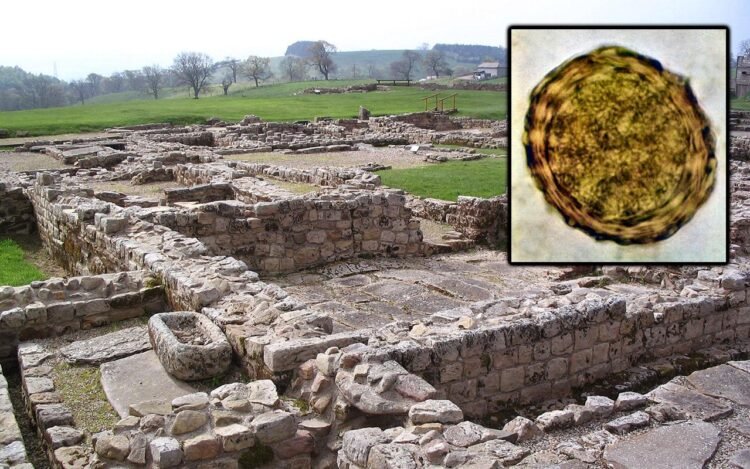 Roman soldiers at Vindolanda suffered persistent parasite infections, researchers discover