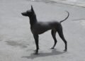 Ancient Peruvian hairless dogs buried with Wari elites 1,200 years ago