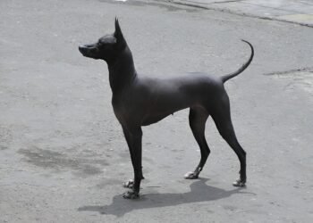 Ancient Peruvian hairless dogs buried with Wari elites 1,200 years ago