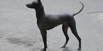 Ancient Peruvian hairless dogs buried with Wari elites 1,200 years ago