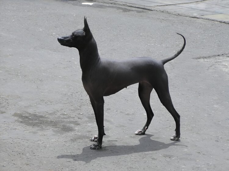 Ancient Peruvian hairless dogs buried with Wari elites 1,200 years ago