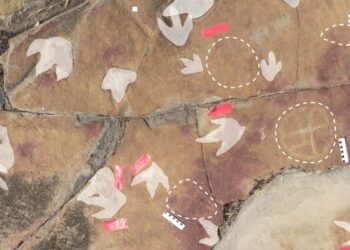 Archaeologists discover a remarkable assemblage of petroglyphs and dinosaur footprints in Brazil