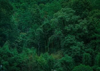 LiDAR uncovers lost Maya settlements in Campeche, Mexico