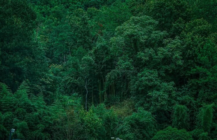 LiDAR uncovers lost Maya settlements in Campeche, Mexico