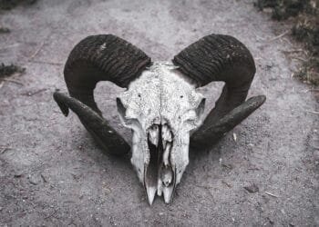 Archaeologists discover strangely modified sheep horns from 3700 BCE in Egypt's Hierakonpolis