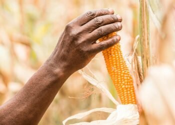 Popcorn's discovery 7,000 years ago: archaeologist explores its ancient appeal in the Americas