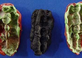 DNA from prehistoric "chewing gum" sheds light on Stone Age teenagers’ diet and oral health