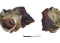 Iron Age purple dye factory unearthed on Israel’s Carmel coast