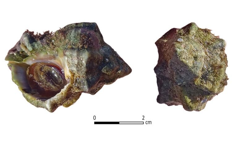 Iron Age purple dye factory unearthed on Israel’s Carmel coast