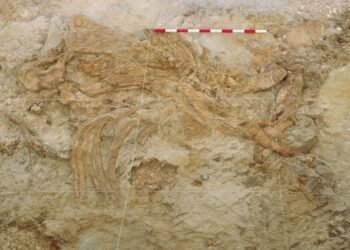 Prehistoric quicksand trap in Spain reveals doomed elephants and early scavenging behavior