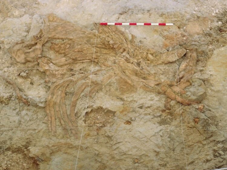 Prehistoric quicksand trap in Spain reveals doomed elephants and early scavenging behavior