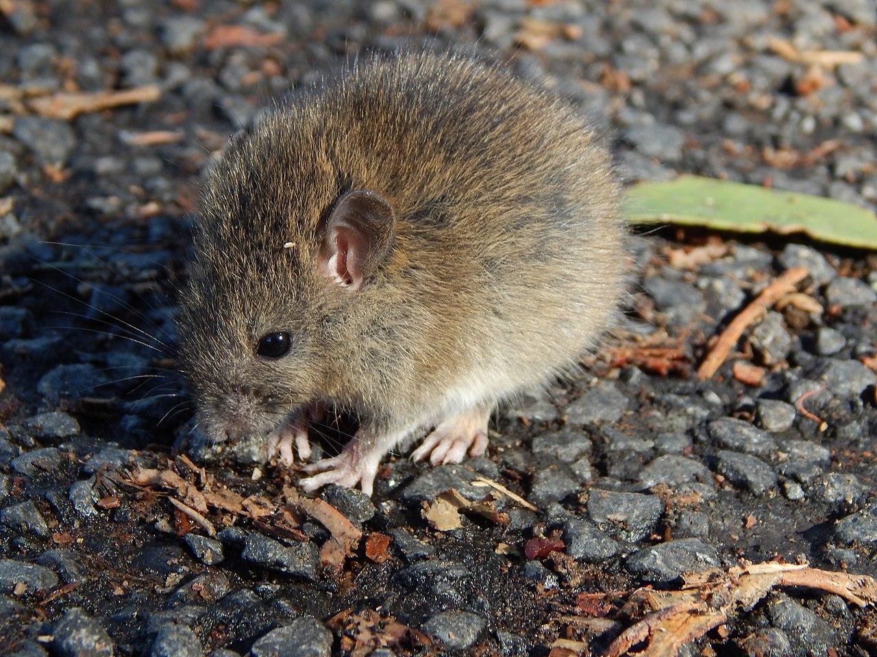 Rats and the fall of Rapa Nui’s forests: invasive species, not humans, drove the island’s deforestation
