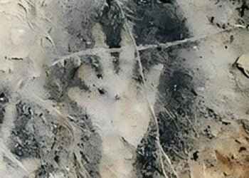 Ritualistic finger amputation revealed in prehistoric cave art