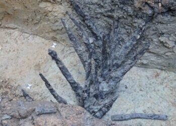 Roman defensive spike discoveries unveiled in Germany