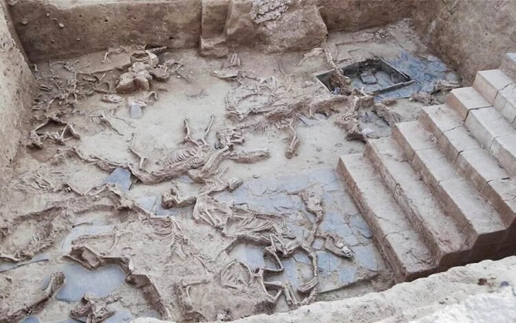 Isotope analysis of sacrificial horses uncovers long-distance animal networks in Iron Age Spain