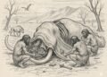 Eating carrion reconsidered: how scavenging shaped human evolution and made us human
