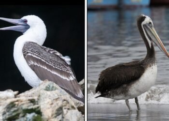Seabird guano fueled the rise of Peru’s Chincha Kingdom, isotope study finds