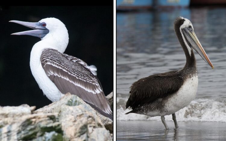 Seabird guano fueled the rise of Peru’s Chincha Kingdom, isotope study finds
