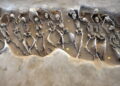 Shackled men in ancient Athens mass grave were locals, not foreign invaders, study reveals