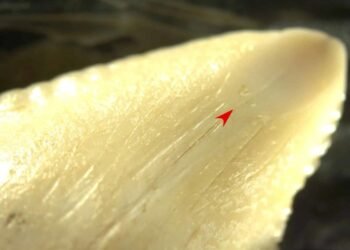 7,000-year-old shark-tooth knives associated with Toalean culture discovered in Indonesia