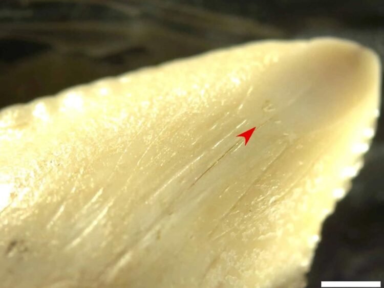 7,000-year-old shark-tooth knives associated with Toalean culture discovered in Indonesia