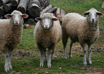 A 4,000-year-old sheep may reveal how the Bronze Age plague spread across Eurasia