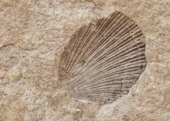 Fossil treasure trove found in Auckland wastewater pipe dig