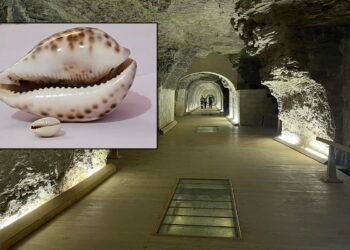 Mollusc shells from Saqqara reveal ancient Egyptian life, rituals, and beliefs