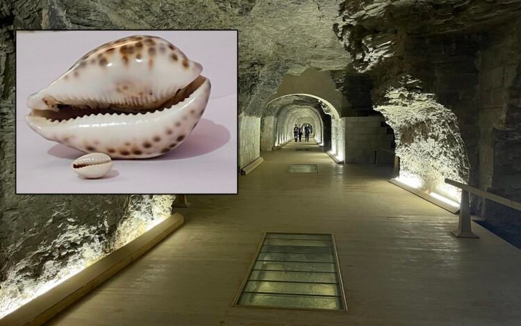 Mollusc shells from Saqqara reveal ancient Egyptian life, rituals, and beliefs