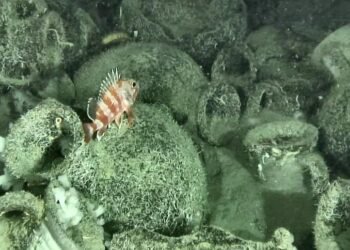 Ancient shipwreck with 300 amphorae found off Italy could reshape views of Mediterranean wine trade