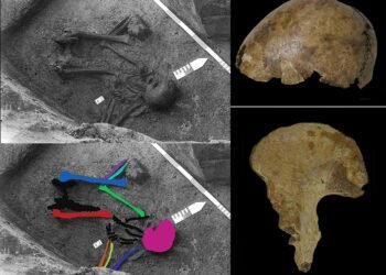 Archaeologists solve mystery of puzzling skeleton made from bones of 5 people found in Belgium