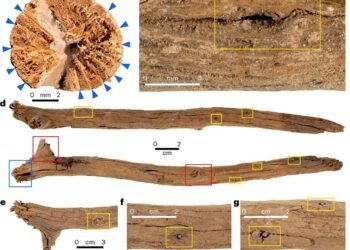 Australian cave reveals 12,000-year-old culturally transmitted sorcery