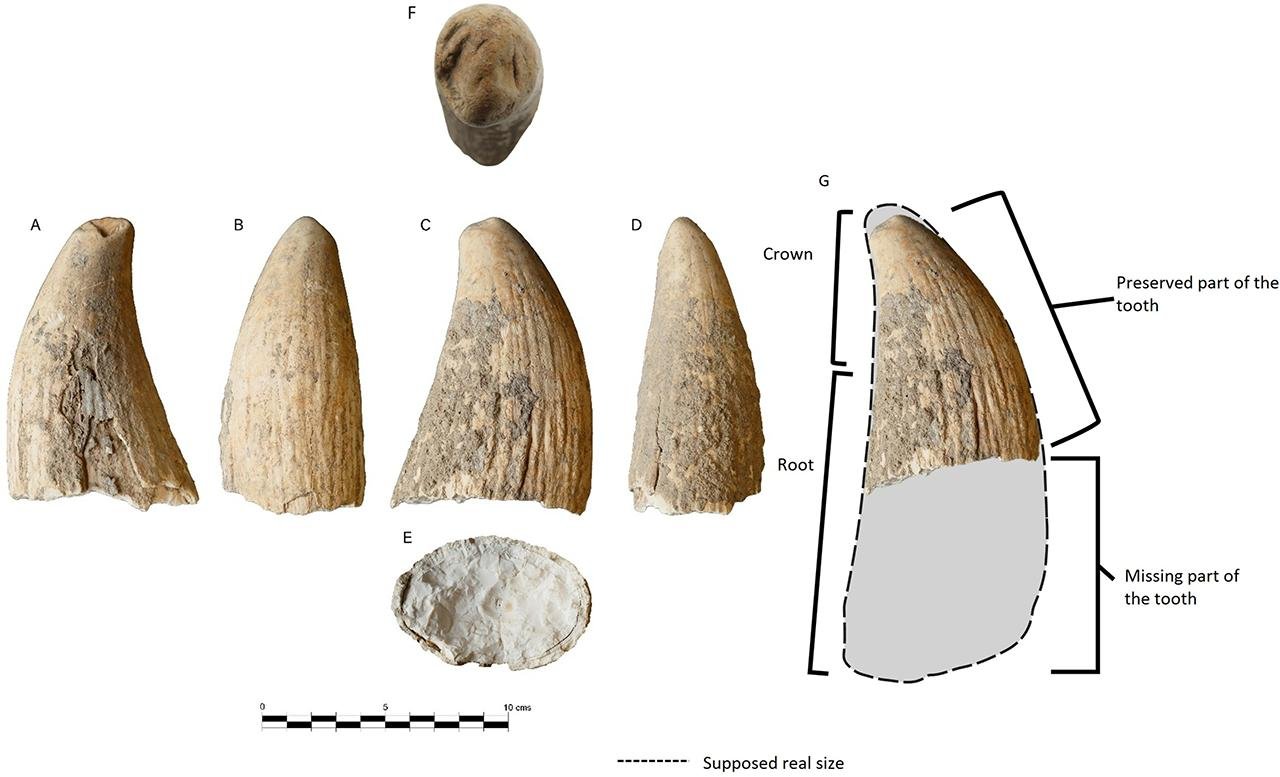 Rare sperm whale tooth unearthed at Valencina Copper Age megasite reveals ancient Iberian coastal connections
