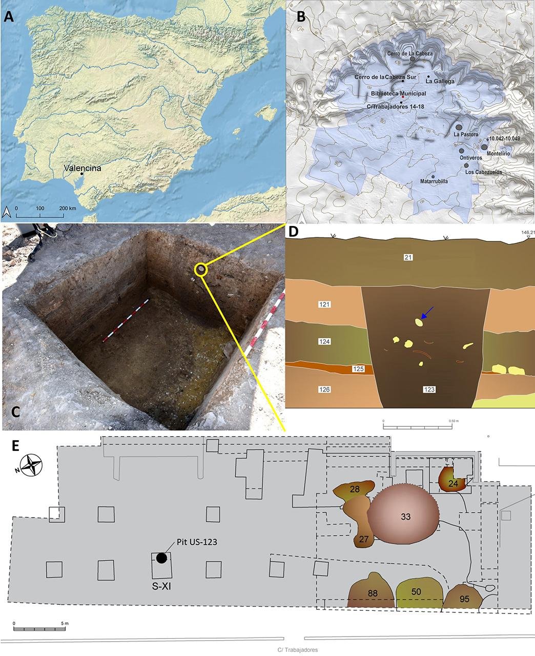 Rare sperm whale tooth unearthed at Valencina Copper Age megasite reveals ancient Iberian coastal connections