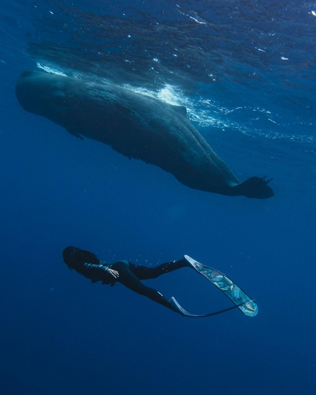 Rare sperm whale tooth unearthed at Valencina Copper Age megasite reveals ancient Iberian coastal connections
