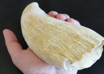 Rare sperm whale tooth unearthed at Valencina Copper Age megasite reveals ancient Iberian coastal connections