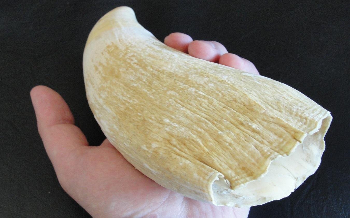 Rare sperm whale tooth unearthed at Valencina Copper Age megasite reveals ancient Iberian coastal connections