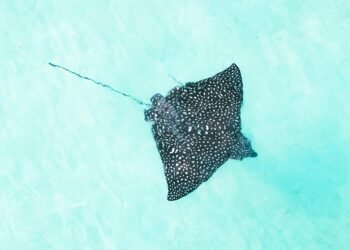 130,000-year-old stingray sand sculpture on South Africa’s coast may be world’s oldest-known animal art