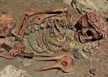 Stone Age teen buried in Italy died after bear attack 28,000 years ago, new forensic study finds