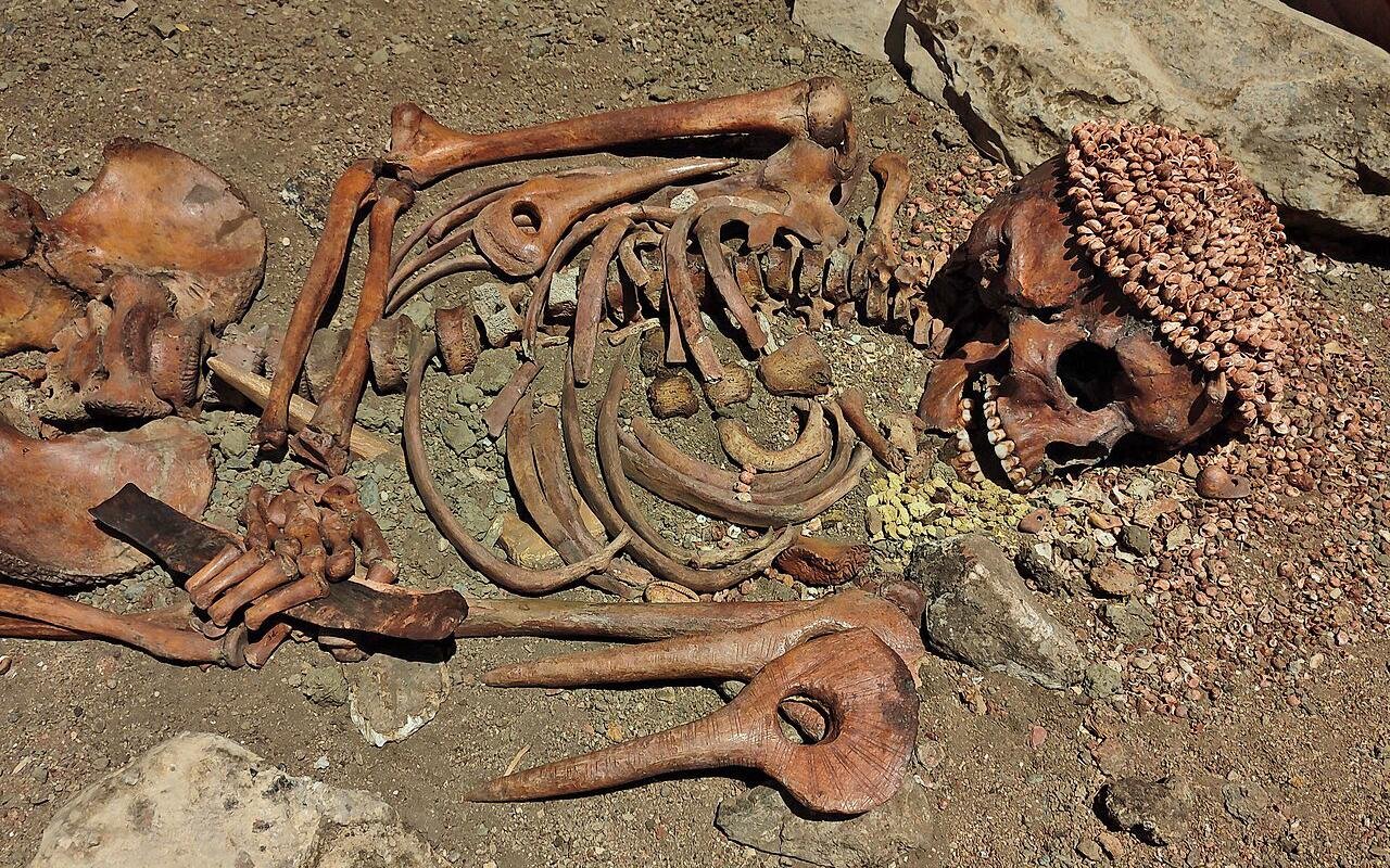Stone Age teen buried in Italy died after bear attack 28,000 years ago, new forensic study finds