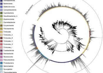 Study of fossilized feces reveals the microbiomes of ancient Japanese guts