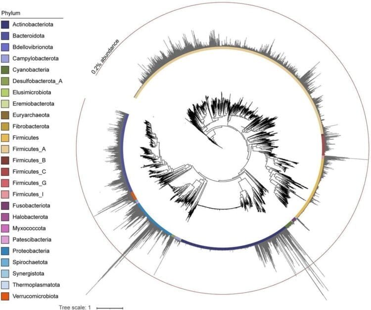 Study of fossilized feces reveals the microbiomes of ancient Japanese guts