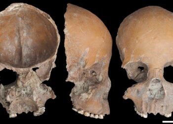 Systematic human bone modification discovered in Neolithic Liangzhu civilization in China