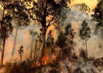 Ancient Tasmanians used fire 41,000 years ago to transform their environment, study reveals