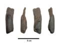 430,000-year-old well-preserved wooden tools are the oldest ever found