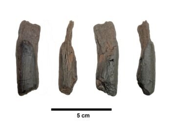 430,000-year-old well-preserved wooden tools are the oldest ever found