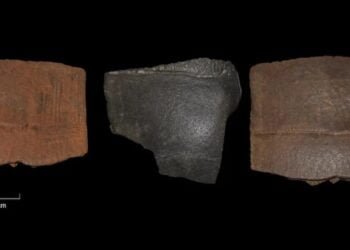 Turtle shells unearthed in Germany hint at ancient 'living tins' during Ice Age